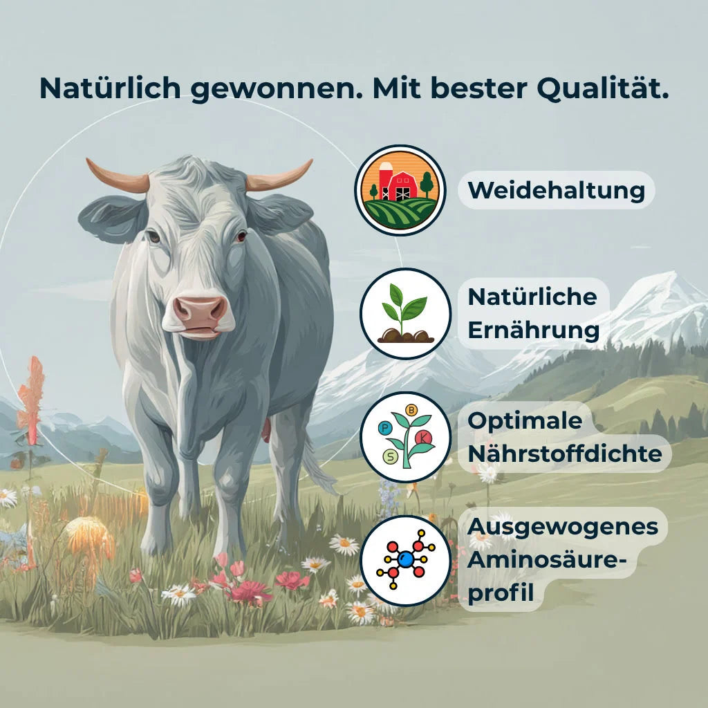 Weidehaltung-Symbolbild – Kuh und Icons für natürliche Ernährung, Nährstoffdichte und Aminosäuren im Colinea Kollagen