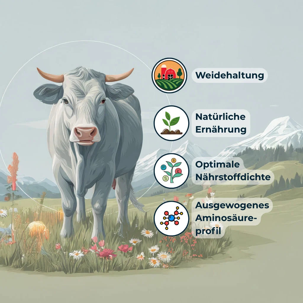 Weidehaltung-Symbolbild – Kuh und Icons für natürliche Ernährung, Nährstoffdichte und Aminosäuren im Colinea Kollagen