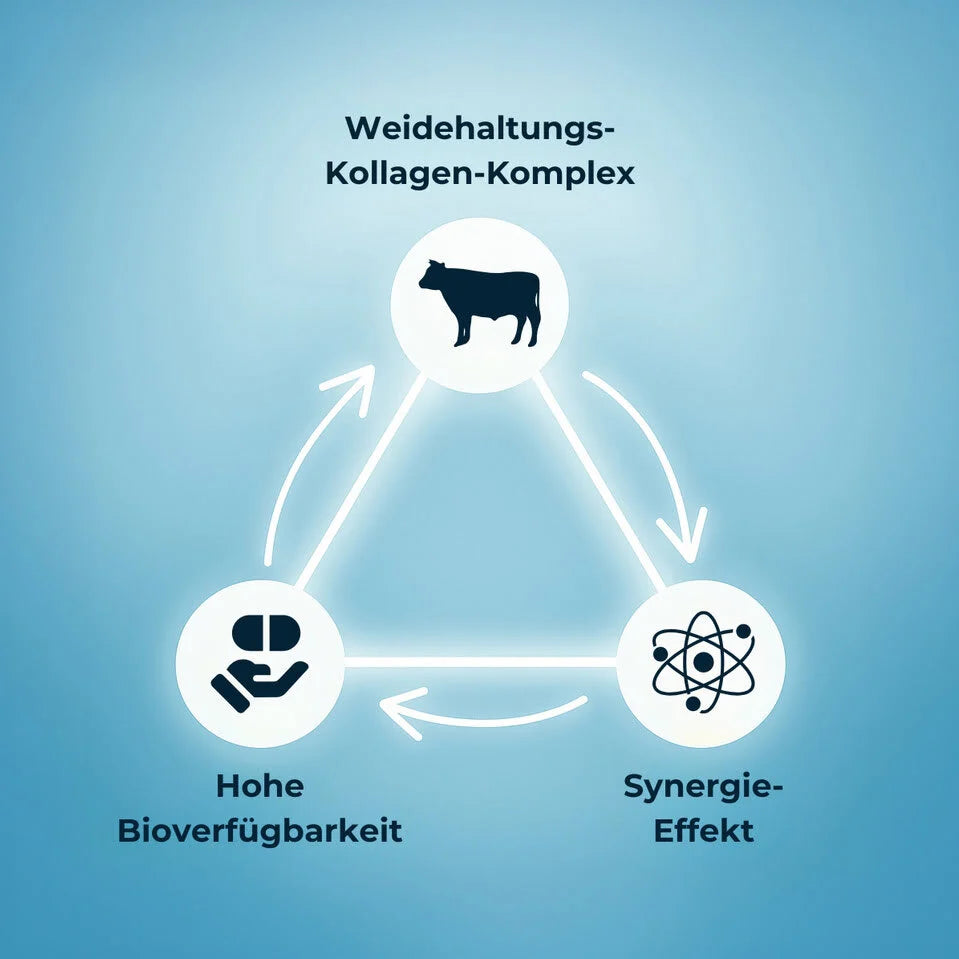 Colinea Weidehaltung-Synergie-Matrix™ – Infografik im Dreieck mit Symbolen für Kollagen aus Weidehaltung, Nährstoff-Synergie und hohe Bioverfügbarkeit
